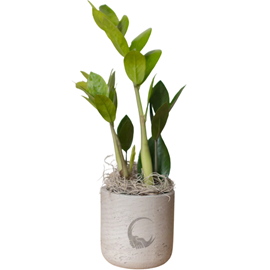 Large Wilson Desk Plant